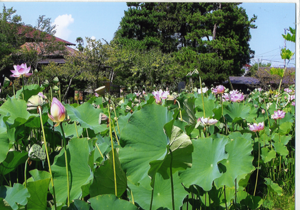 ハスの花。午前中なら開く瞬間が見られるぞ