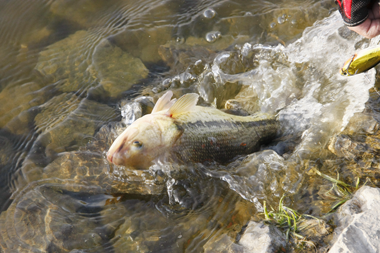 アメリカから来た魚なのでヤンキー魂むき出しのファイトをしてくれる。寒さも吹っ飛ぶ一瞬、この元気を見習いたいね！