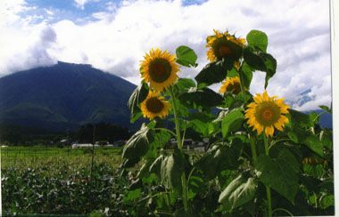 つかの間の夏の日差しであった。