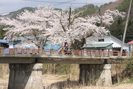 昼食をいただいた五十里湖の桜は散り始めていましたが、福島県に入ると満開に。こちらは季節的にやっと春が訪れた、という感じでしょうか？　春うららな風景の中を125 DUKEでゆっくり走ります。