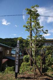 ホームには、ハヤブサ乗りによる記念植樹が行われた。“隼”繋がりによるこの町おこしは、鳥取県から表彰されたという。