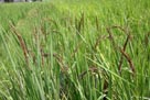 田んぼも充実している。近くの小学生たちが植えた赤米。古代米の一種だが、現在ではほとんど作られていないという。ちなみに現在、水田も復元拡張工事中だ。リニューアルの博物館も含め、今秋にはオープン予定。